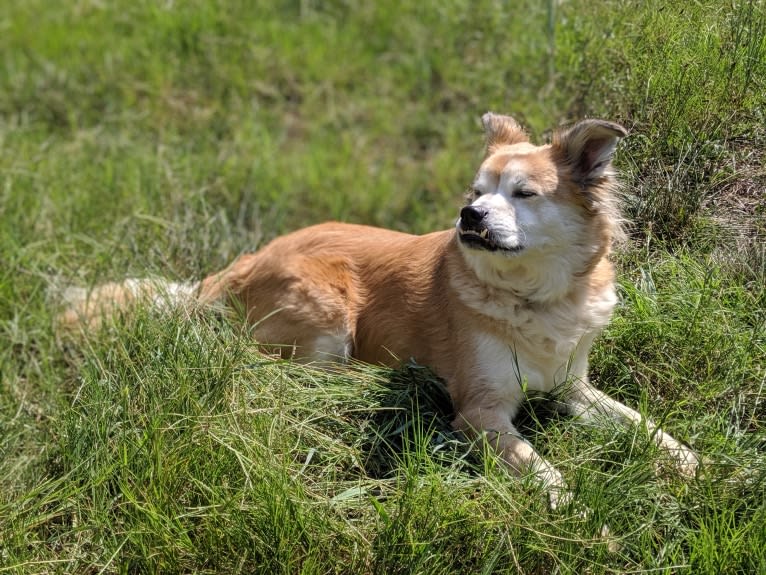 Chester, an American Eskimo Dog and Chow Chow mix tested with EmbarkVet.com