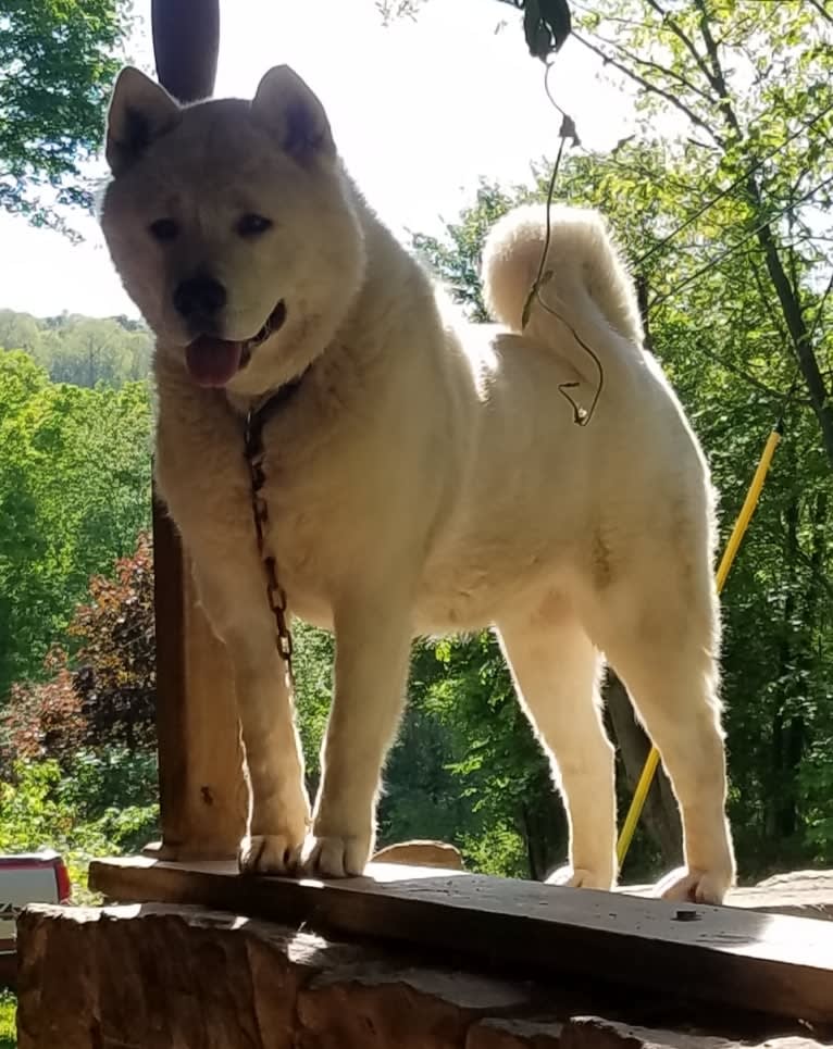 Arya, an Akita tested with EmbarkVet.com