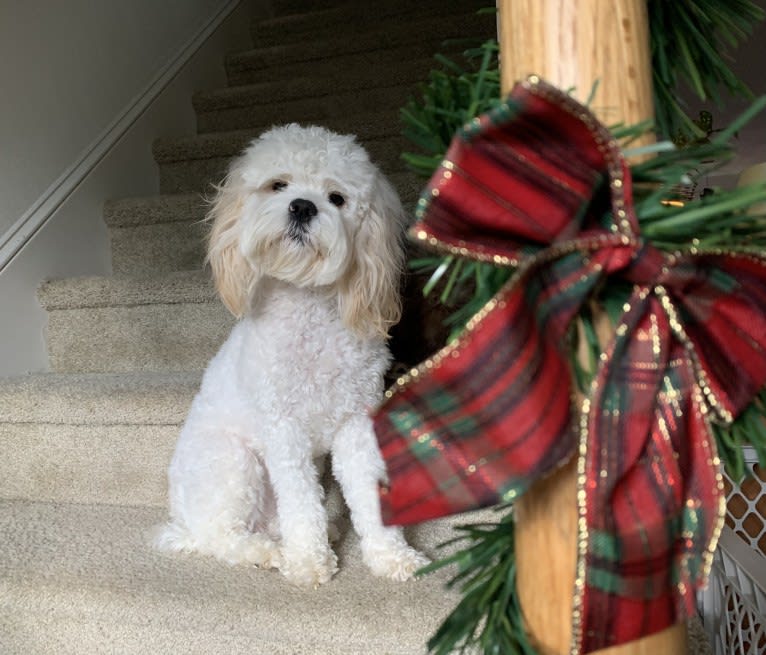 Ms. Maple Lou Who, a Cockapoo tested with EmbarkVet.com