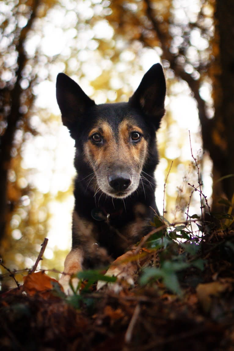 Armin, an Eastern European Village Dog tested with EmbarkVet.com