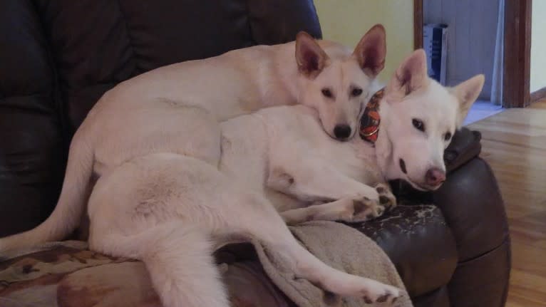 Loki, a Siberian Husky and Australian Cattle Dog mix tested with EmbarkVet.com