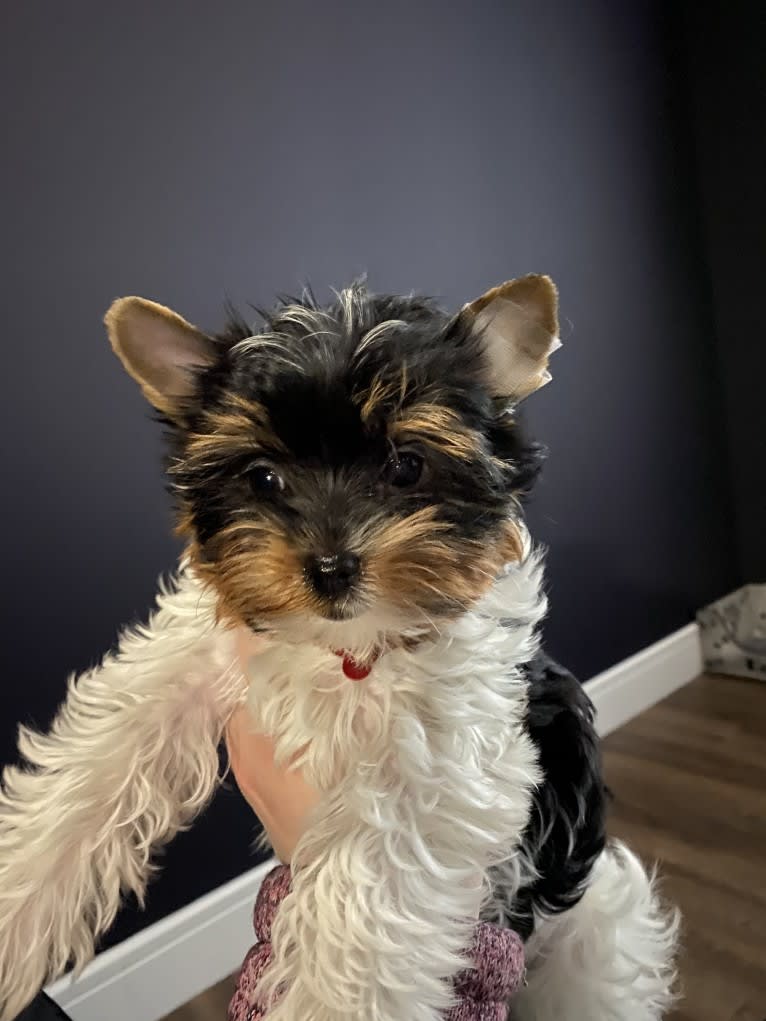 Moana, a Biewer Terrier tested with EmbarkVet.com
