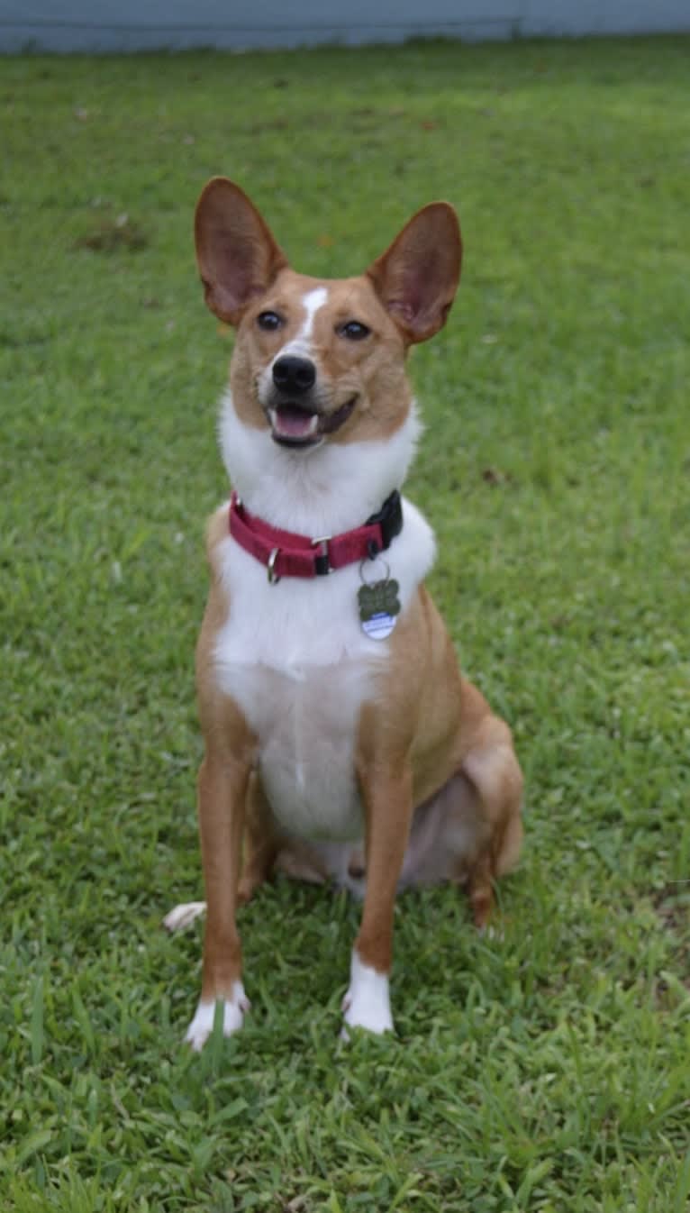 Loki, a Shetland Sheepdog and Miniature Pinscher mix tested with EmbarkVet.com