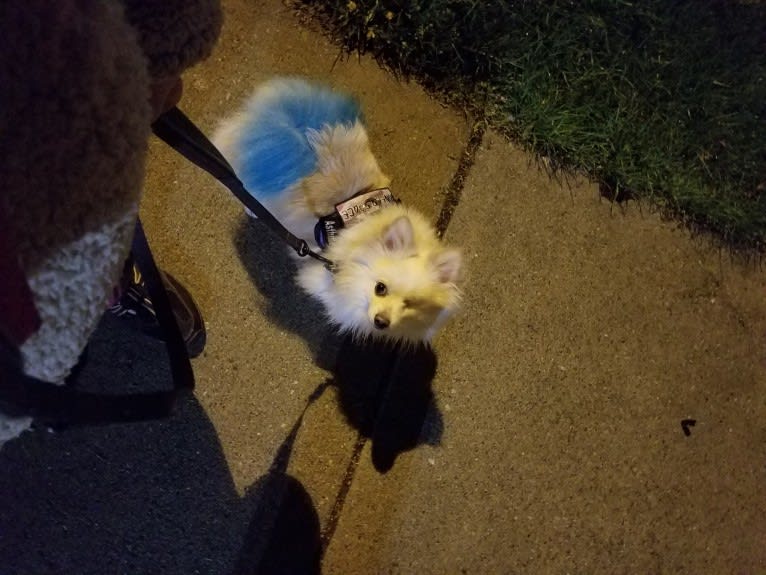 Photo of Miruko, a Pomeranian  in Fort Wayne, Indiana, USA