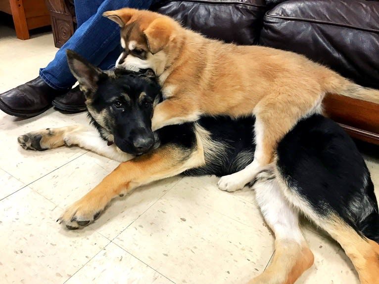 Mattis, a German Shepherd Dog and Alaskan Malamute mix tested with EmbarkVet.com