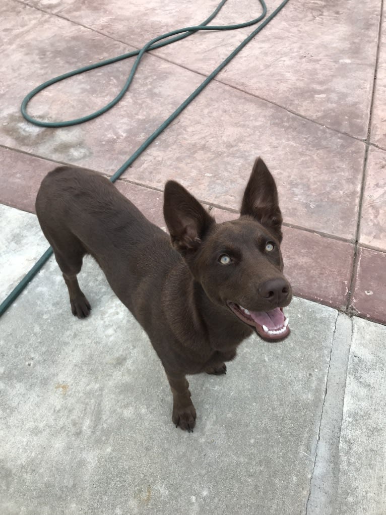 Hennessy, a Siberian Husky and Weimaraner mix tested with EmbarkVet.com