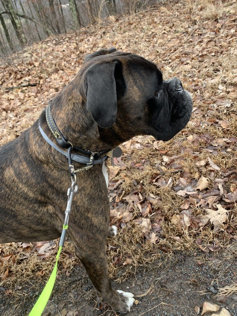 Murray, a Boxer tested with EmbarkVet.com