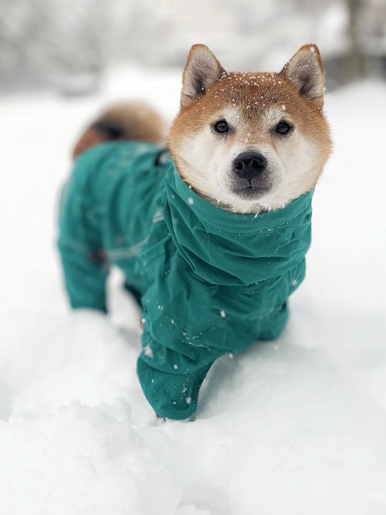 Kuma, a Shiba Inu tested with EmbarkVet.com