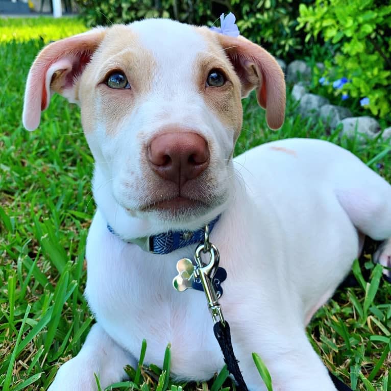 Casper, an American Pit Bull Terrier and Labrador Retriever mix tested with EmbarkVet.com