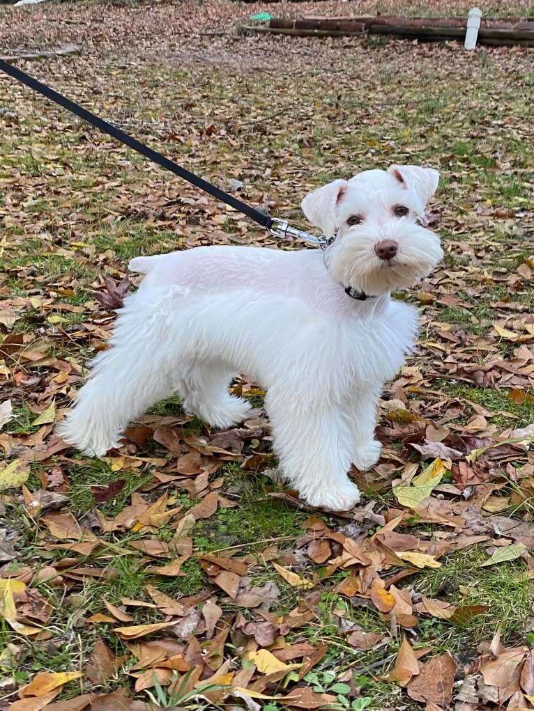 Watson, a Miniature Schnauzer tested with EmbarkVet.com