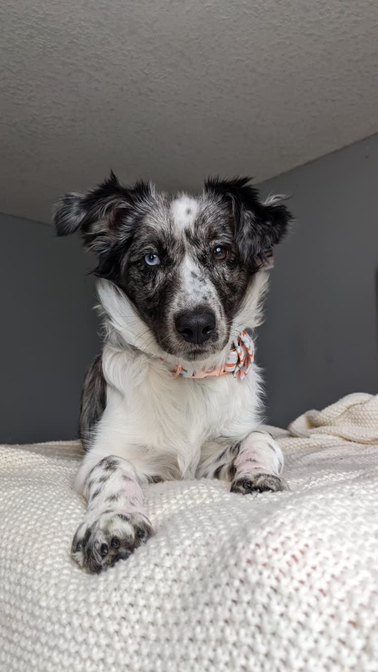 Klondike, a Miniature/MAS-type Australian Shepherd and Border Collie mix tested with EmbarkVet.com