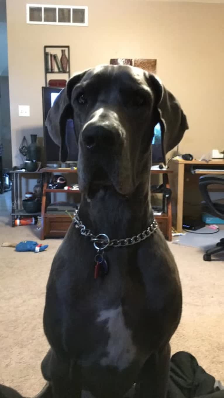 Zane, a Great Dane tested with EmbarkVet.com