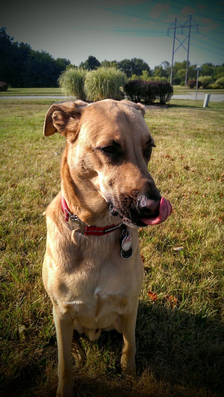 Ajax, a German Shepherd Dog and American Pit Bull Terrier mix tested with EmbarkVet.com