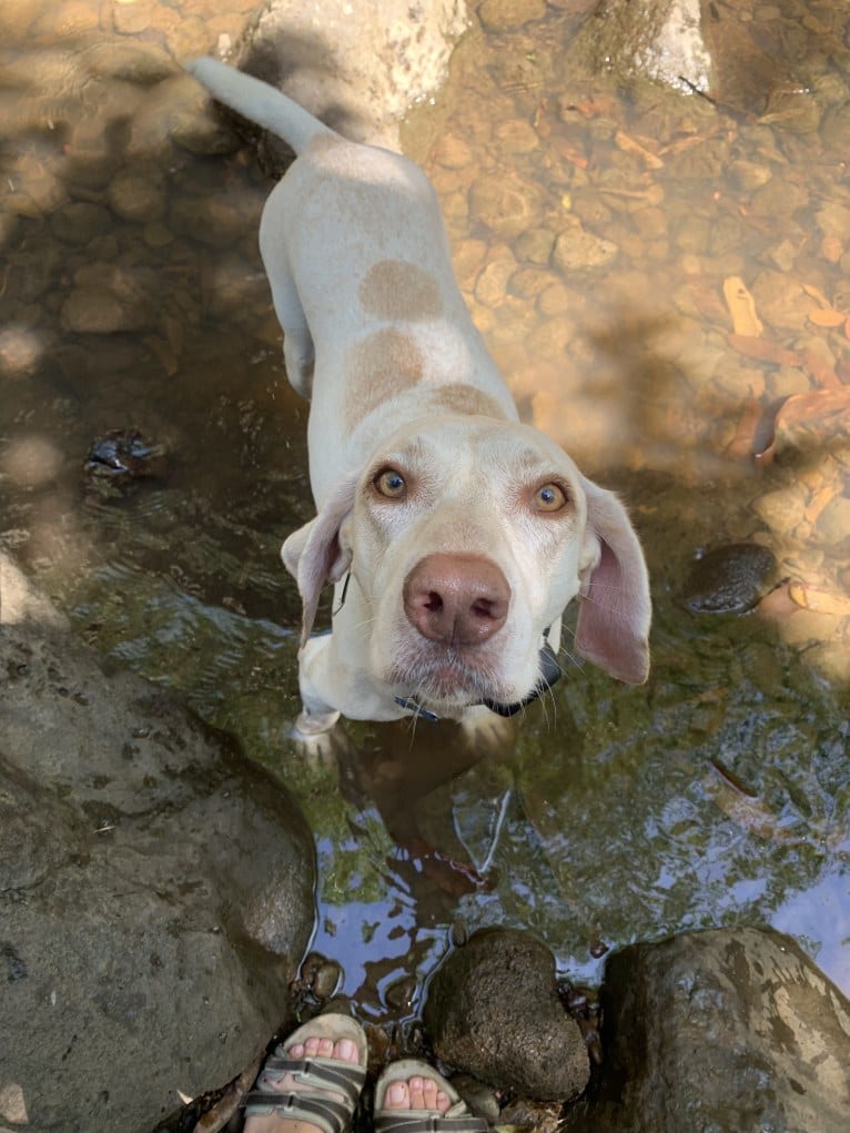 Luna, a German Shorthaired Pointer tested with EmbarkVet.com