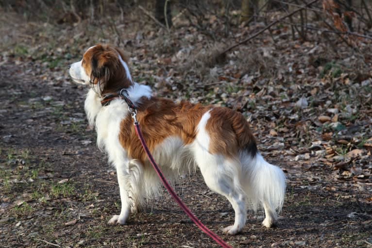 Nen`Sam Mio von BelMi, a Nederlandse Kooikerhondje tested with EmbarkVet.com