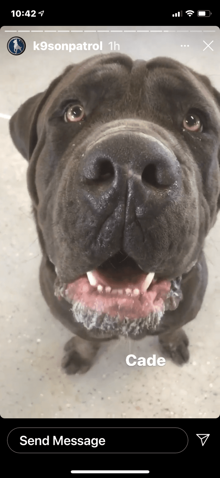 Cade, a Cane Corso tested with EmbarkVet.com