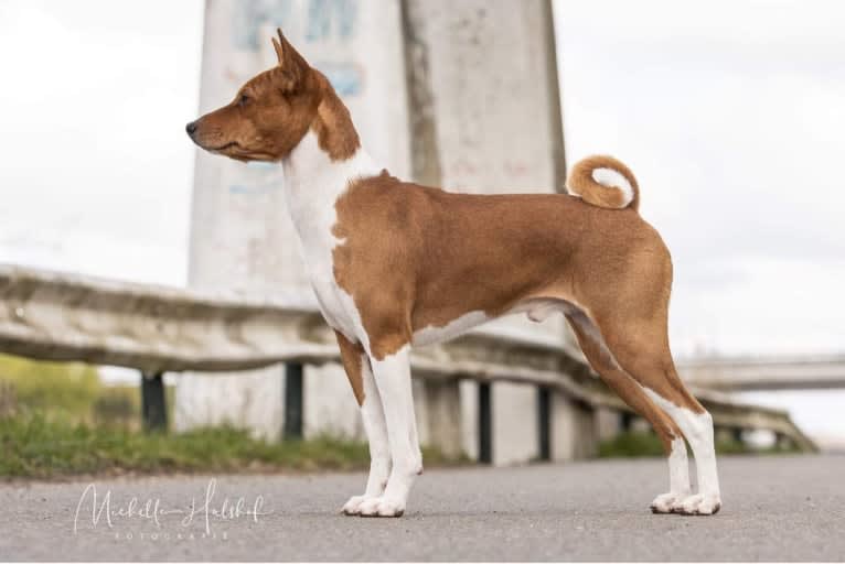 Dar Bony-Sona Cristofer Robin, a Basenji tested with EmbarkVet.com