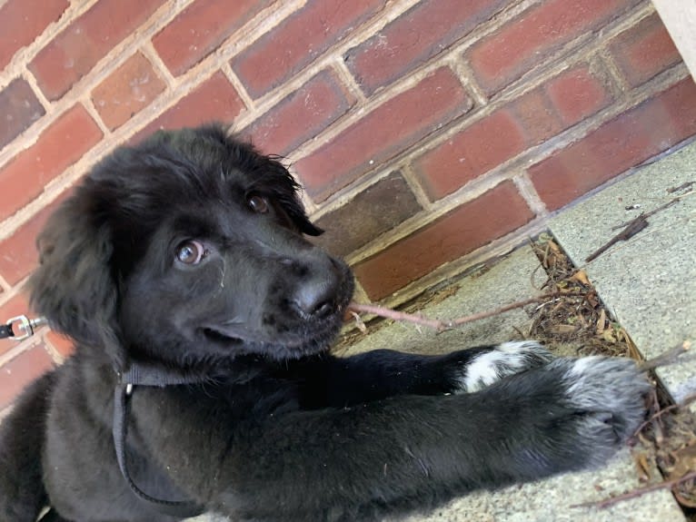 Mason, a Great Pyrenees and Labrador Retriever mix tested with EmbarkVet.com