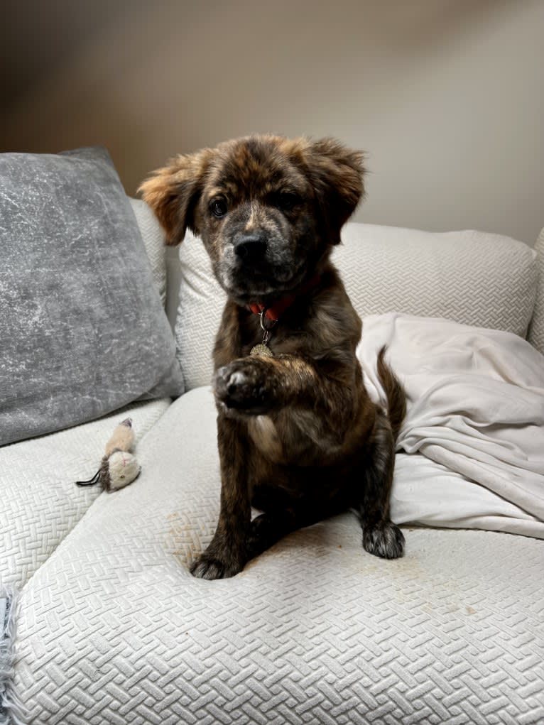 Rudder, a Labrador Retriever and Chow Chow mix tested with EmbarkVet.com