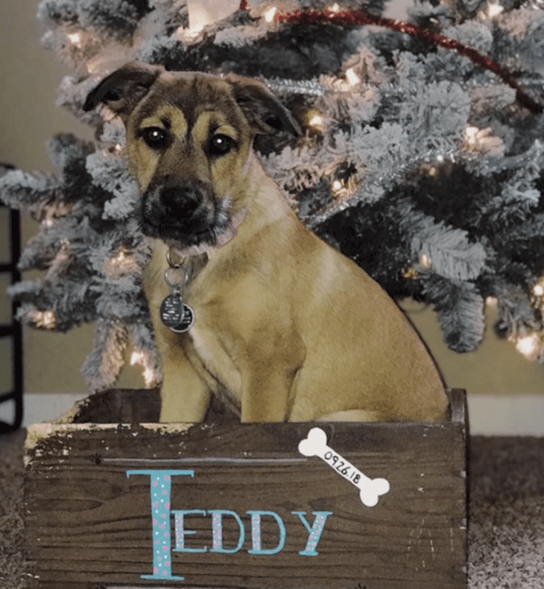 Teddy, an American Pit Bull Terrier and Labrador Retriever mix tested with EmbarkVet.com