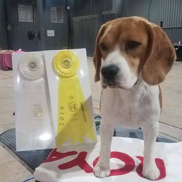 Coulson, a Beagle tested with EmbarkVet.com