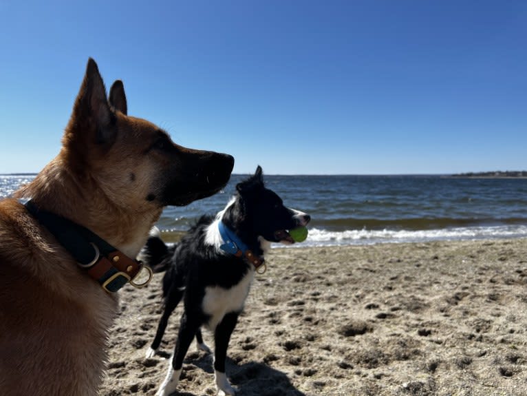 Everhett, a German Shepherd Dog and Australian Cattle Dog mix tested with EmbarkVet.com