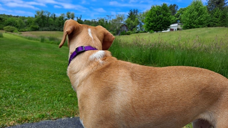 Stella, a Rat Terrier and Mountain Cur mix tested with EmbarkVet.com