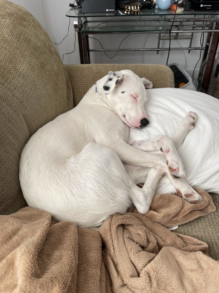 Stella, an American Pit Bull Terrier and Siberian Husky mix tested with EmbarkVet.com