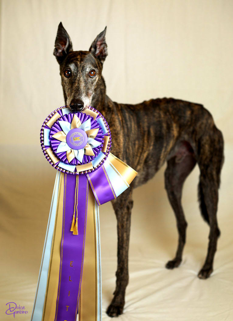 Dolce Gambino, a Greyhound tested with EmbarkVet.com