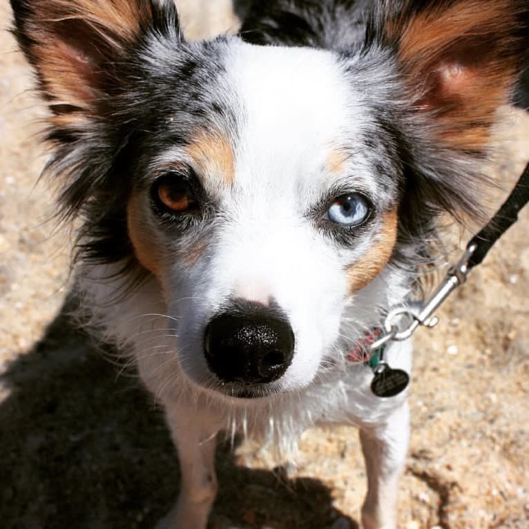 Cooper, a Chihuahua tested with EmbarkVet.com
