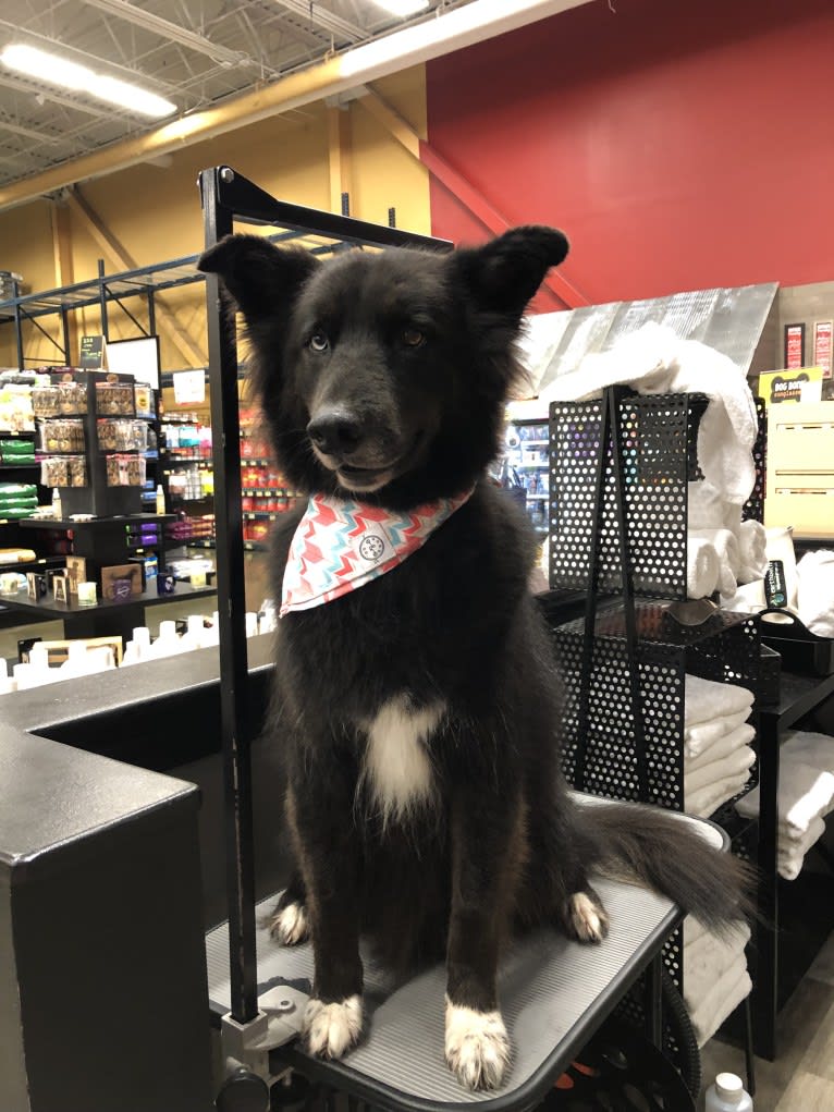 Wallace, a Siberian Husky and Mountain Cur mix tested with EmbarkVet.com