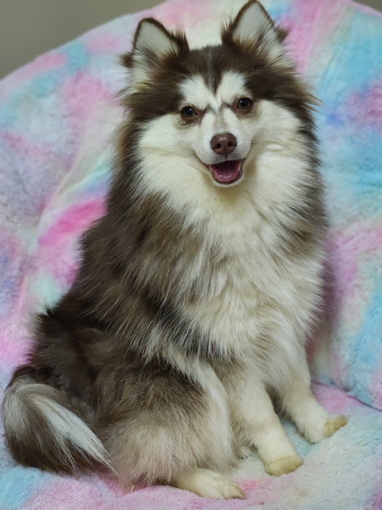 Chloe, a Pomsky tested with EmbarkVet.com