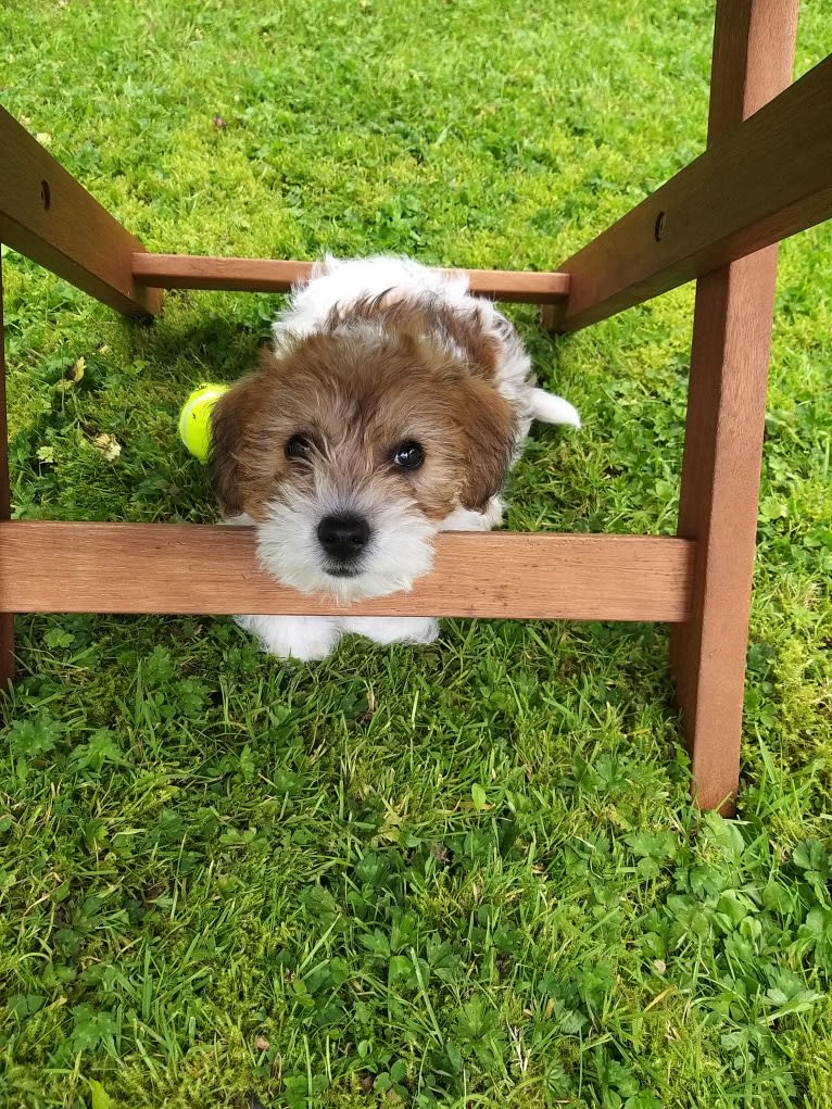 Scruffy Murphy, a Russell-type Terrier and Bichon Frise mix tested with EmbarkVet.com