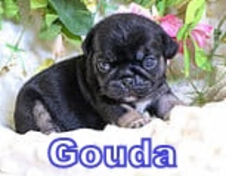 Gouda, a Pug and Cavalier King Charles Spaniel mix tested with EmbarkVet.com