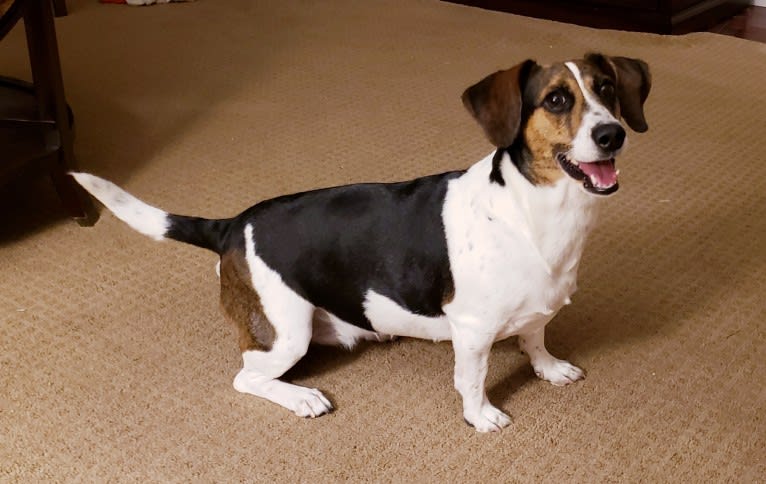 Annie, a Beagle and Rat Terrier mix tested with EmbarkVet.com