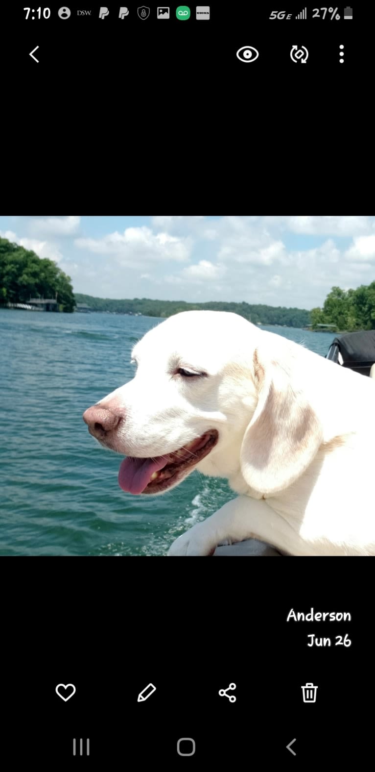 Photo of Sweety, a Beagle (5.5% unresolved) in South Carolina, USA