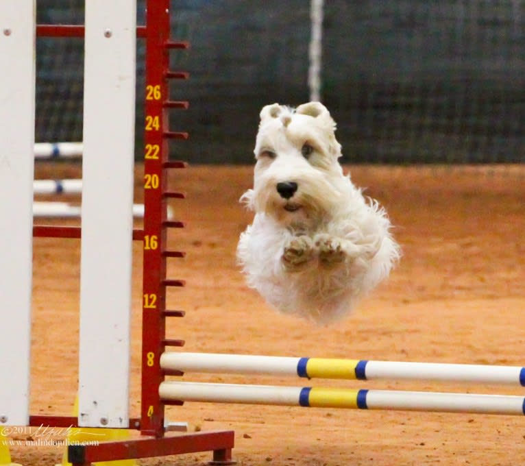 Dobby, a Sealyham Terrier tested with EmbarkVet.com