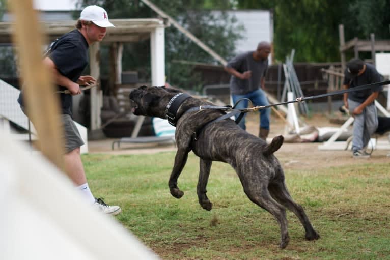 Artie, a Cane Corso tested with EmbarkVet.com