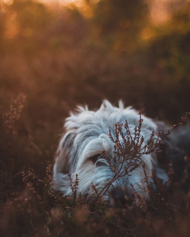 Olga, an Eastern European Village Dog tested with EmbarkVet.com