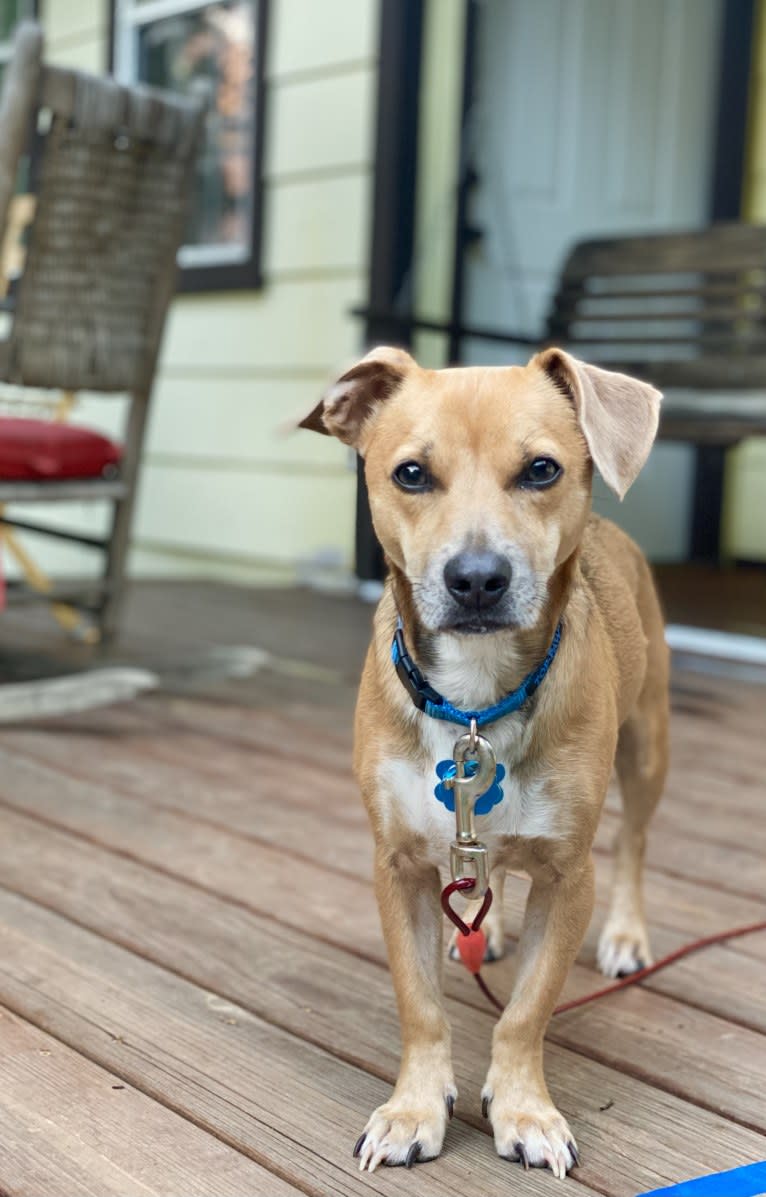 Buster, a Chihuahua and Russell-type Terrier mix tested with EmbarkVet.com