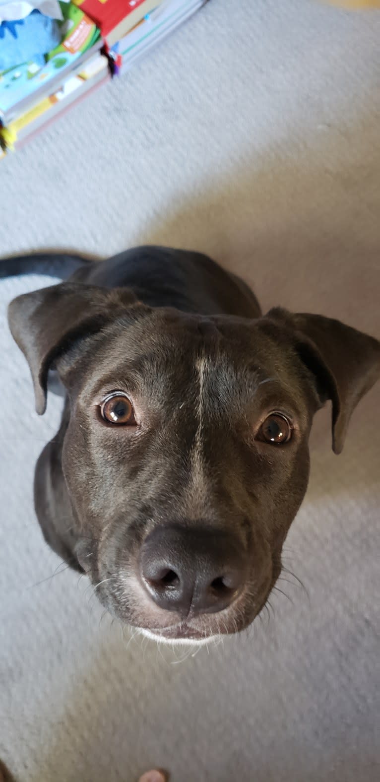 Connor, an American Bully and American Bulldog mix tested with EmbarkVet.com