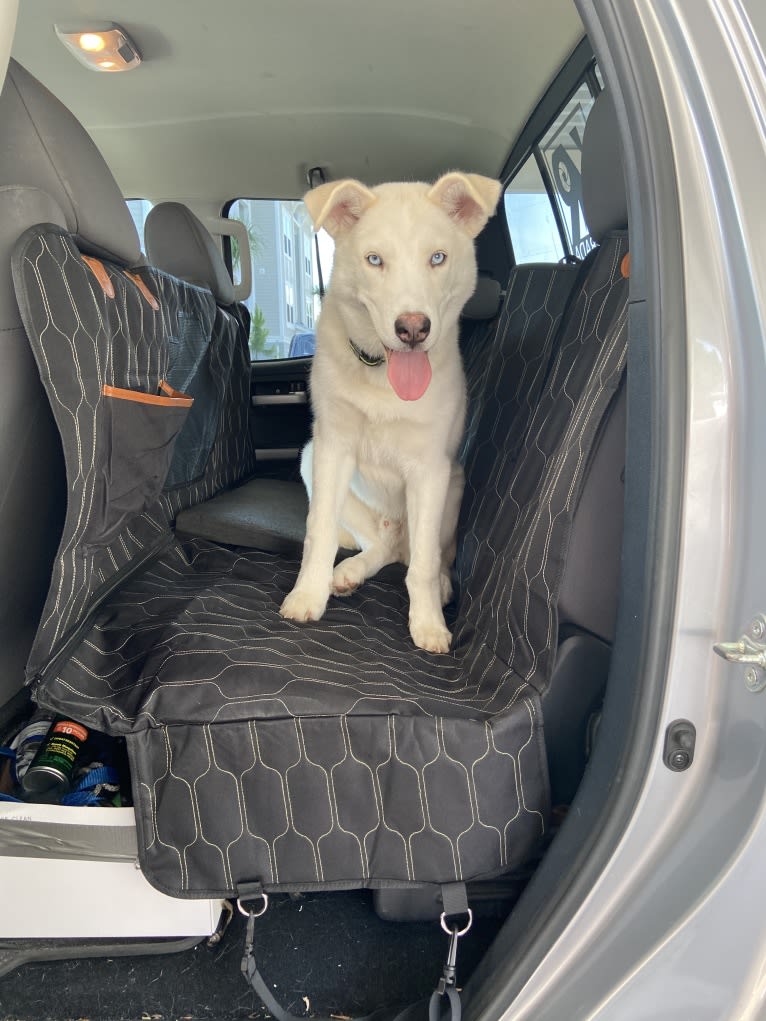 Dash, a Gerberian Shepsky (12.7% unresolved) tested with EmbarkVet.com