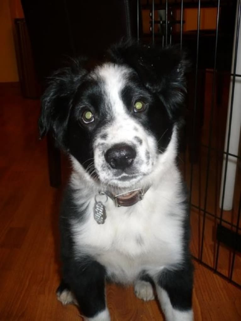 Apollo, a Border Collie and Australian Shepherd mix tested with EmbarkVet.com