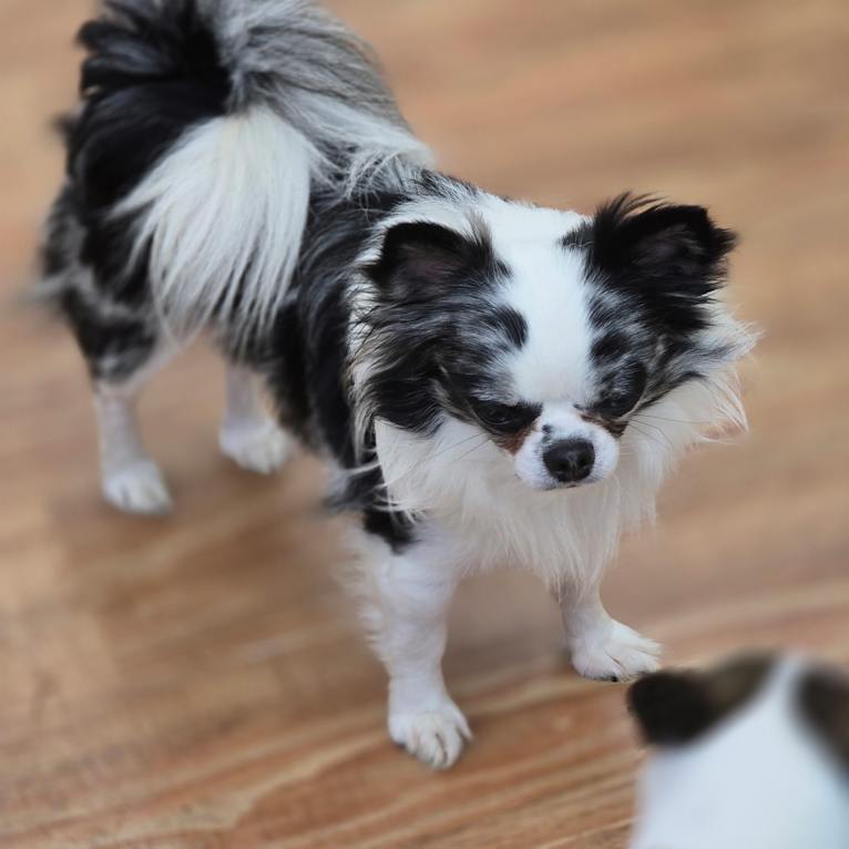 Davinci, a Chihuahua tested with EmbarkVet.com