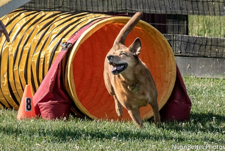 Scotchie, a Siberian Husky and German Shepherd Dog mix tested with EmbarkVet.com