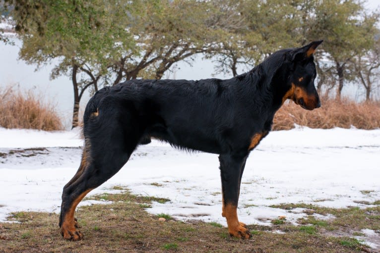 Svajone’s River Deep and Mountain High, a Beauceron tested with EmbarkVet.com