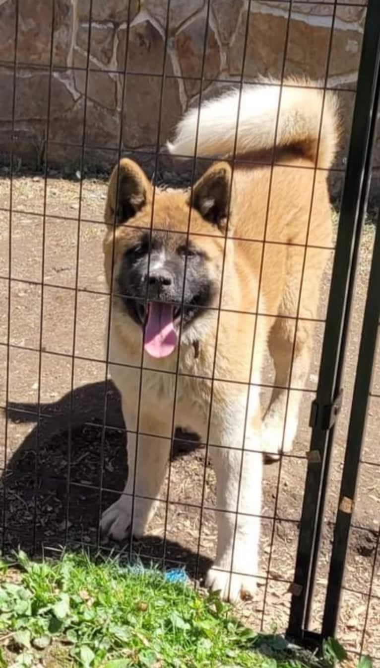 Geena, an Akita tested with EmbarkVet.com