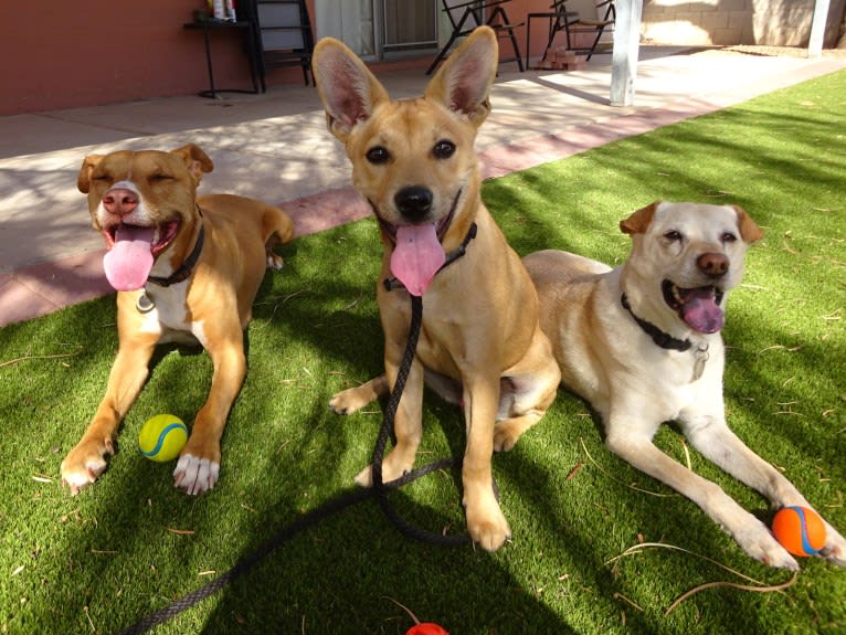 Doc, a Chihuahua and American Pit Bull Terrier mix tested with EmbarkVet.com