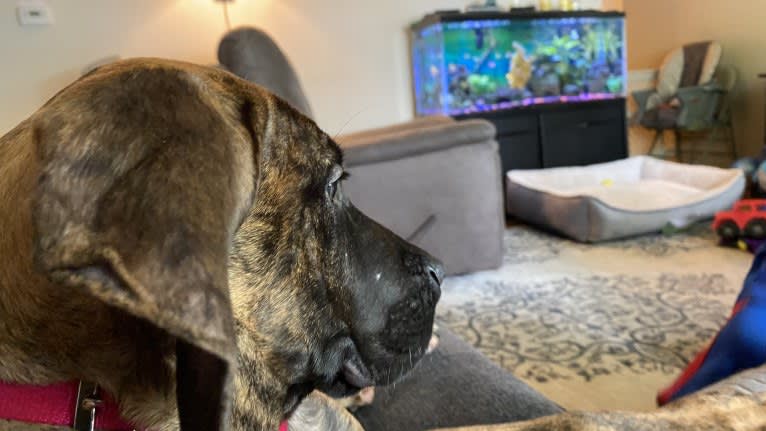 Lillie, a Perro de Presa Canario tested with EmbarkVet.com