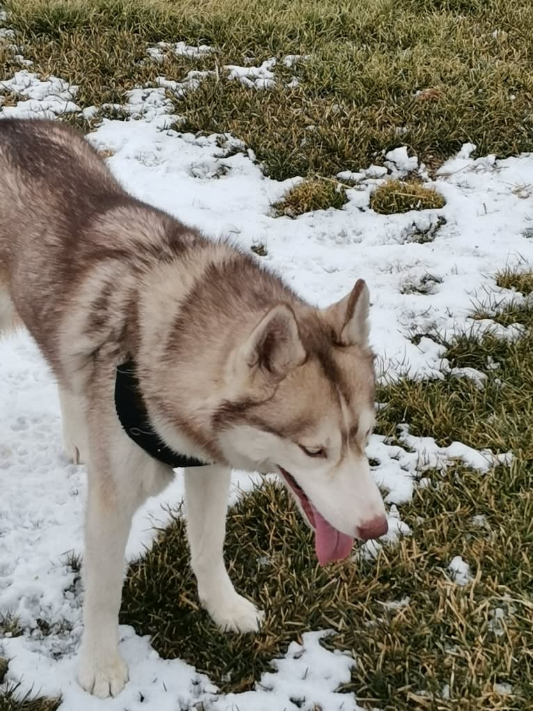 Freyja, a Siberian Husky tested with EmbarkVet.com